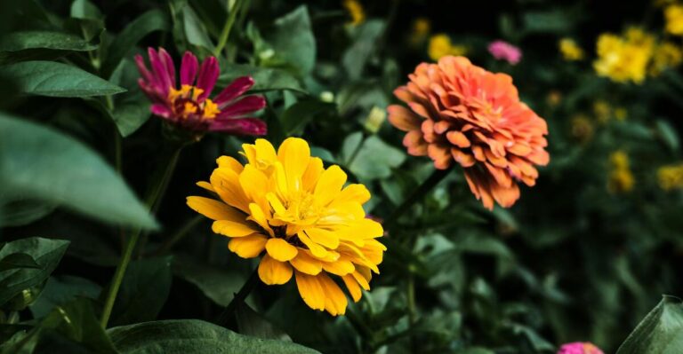 13 Ideal Companion Plants for Zinnias and Some to Skip