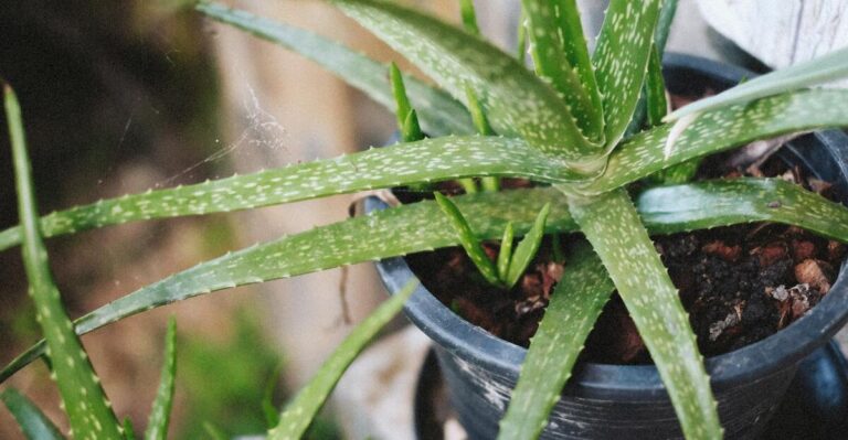 12 Essential Tips for Caring for Your Aloe Plant