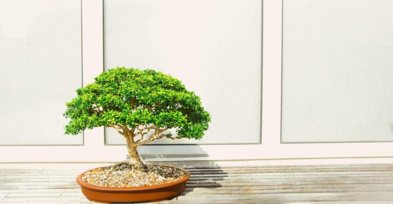 13 Easy-to-Care-For Bonsai Trees Perfect for New Collectors