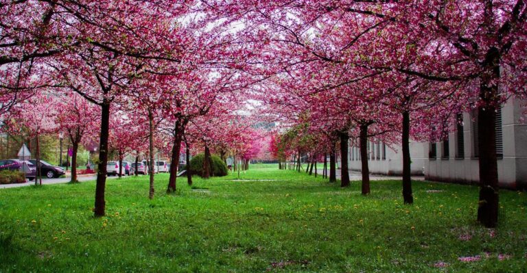 12 Beautiful Pink Trees to Add to Your Garden