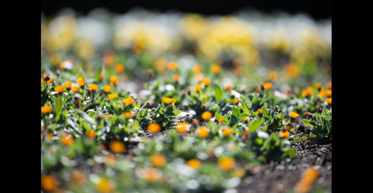 24 Top Companion Plants for a Thriving Summer Garden