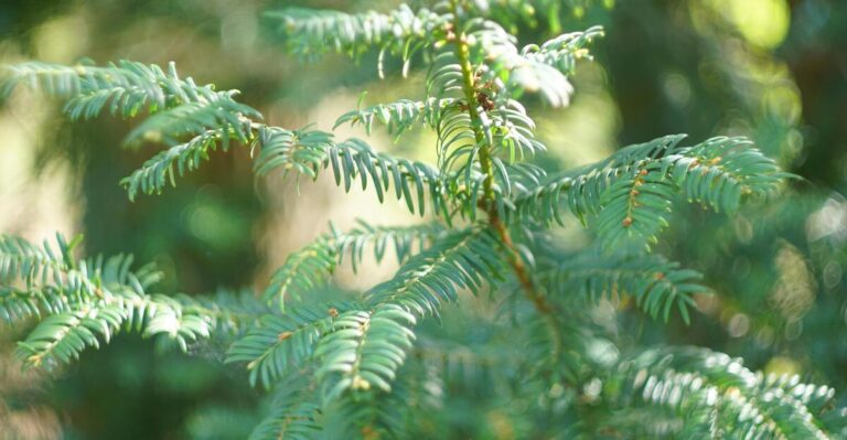 11 Beautiful Shade-Tolerant Evergreen Trees and Shrubs and Care Tips for Success