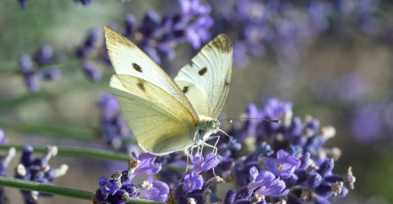 12 Amazing Plants That Will Bring Bees and Butterflies to Your Garden