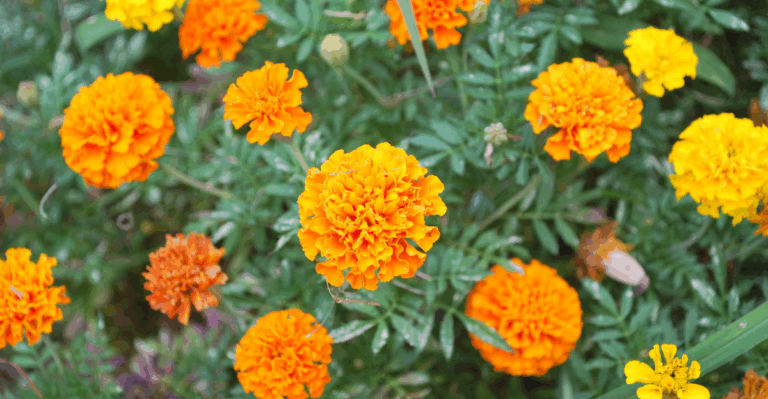14 Surprising Facts About Marigolds You May Not Know