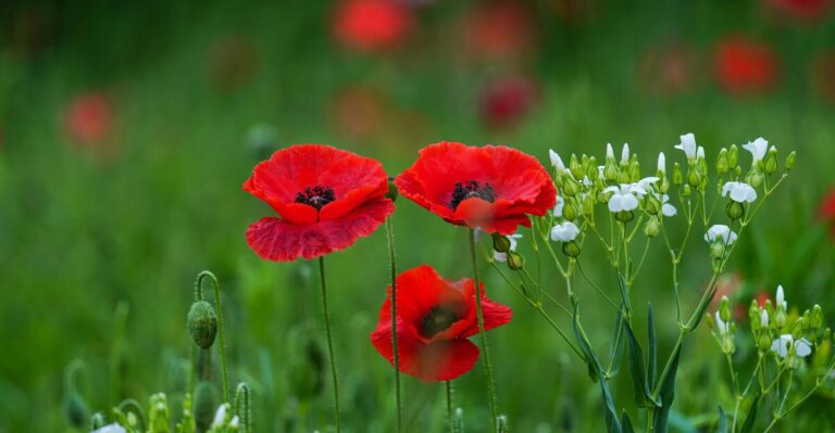 12 Beautiful Self-Seeding Plants for Effortless Annual Blooms
