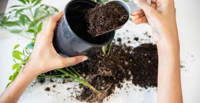 11 Easy Ways to Prevent Transplant Shock in Perennials