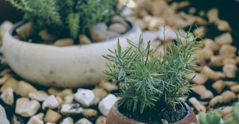11 Simple Ways to Grow Rosemary Indoors Successfully