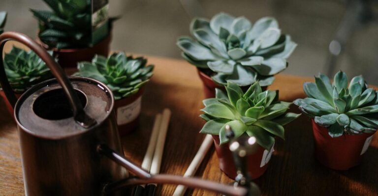 10 Must-Know Tips for Growing Healthy Succulents Indoors