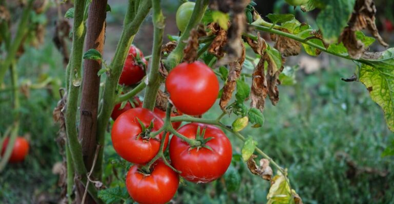 12 Plants You Should Avoid Growing Near Tomatoes