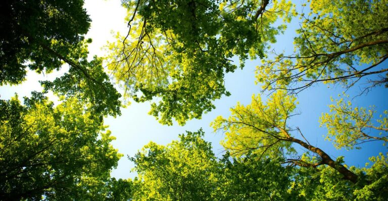 16 Stunning Low-Maintenance Trees Perfect for Any Garden
