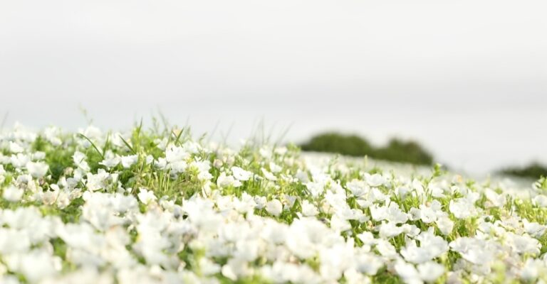 11 Stunning White Flowering Plants That Will Brighten Your Garden