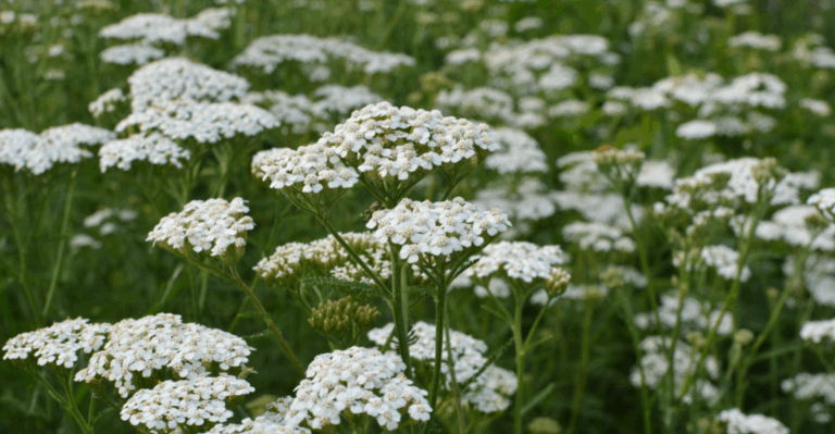 13 Incredible Benefits of Growing Yarrow in Your Garden