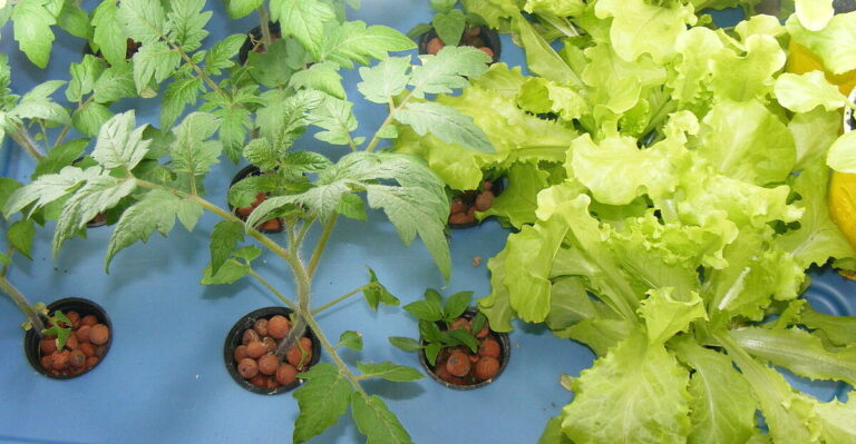 13 Essential Tips for Choosing Between Hydroponics and Aeroponics