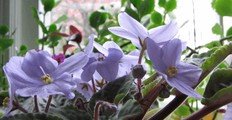 16 Stunning Plants Perfect for South-Facing Windows