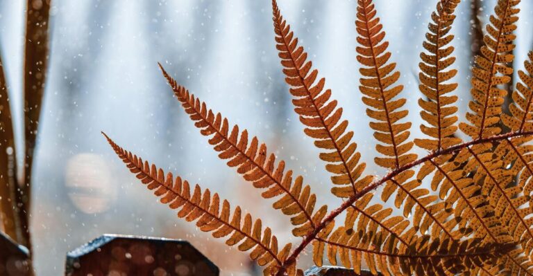 Top 13 Evergreen Perennials That Thrive in the Mid-Atlantic