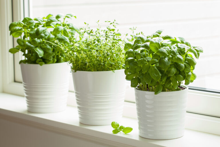 10 Beautiful Houseplants You Can Actually Eat