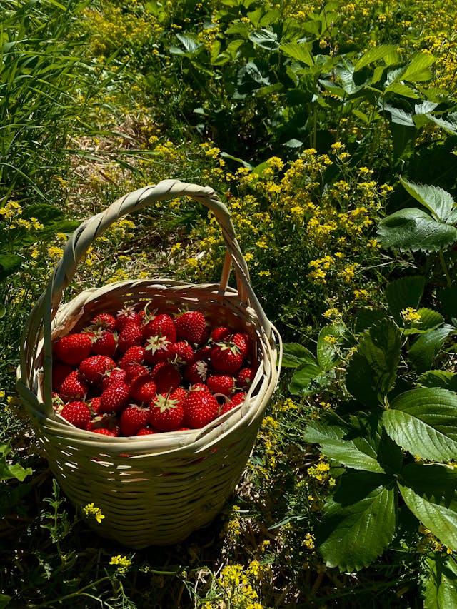 13 Best Companion Plants for a Thriving Fruit Garden