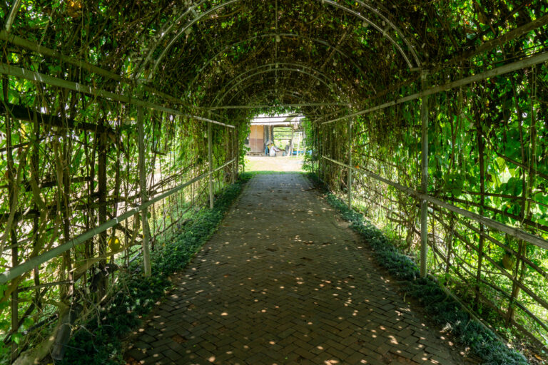 12 Best Garden Structures for Cooling Down Your Plants
