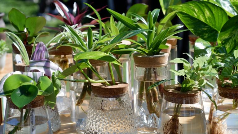 12 Easy-to-Propagate Plants Perfect for Growing in Water