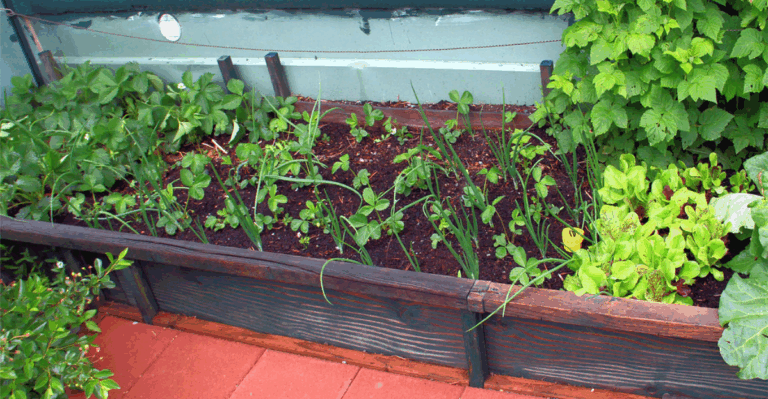12 Best Raspberry Companion Plants and 8 Plants to Avoid