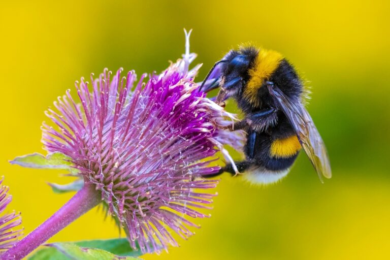 How to Create a Pollinator-Friendly Garden to Help Save Bees and Butterflies