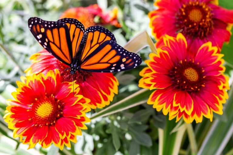 10 Amazing Benefits of Growing Blanket Flowers