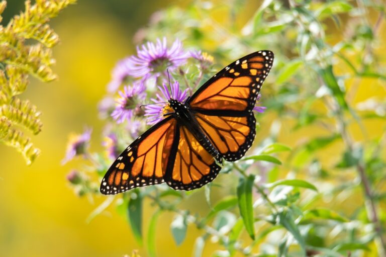How to Plan and Grow a Butterfly Garden to Encourage Local Wildlife