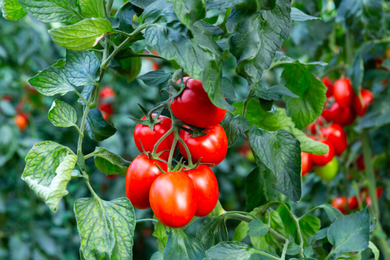 The Ultimate Guide to Growing Perfect Tomatoes at Home