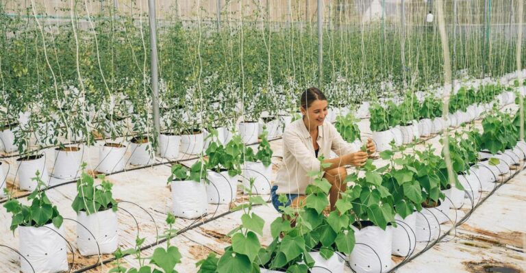 12 Affordable Cucumber Trellis Ideas You Have To Try