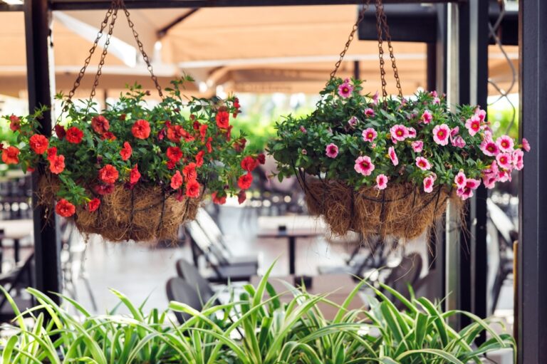 11 Simple Hanging Basket Plants That Attract Hummingbirds