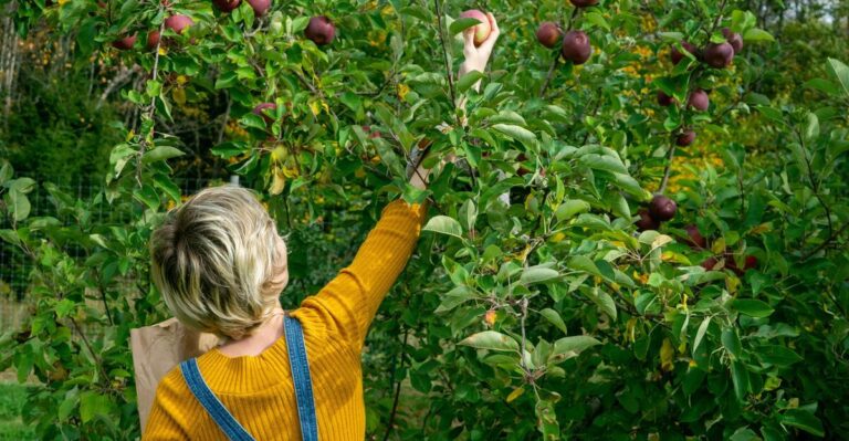 10 Tips for Starting a Fruit Orchard in Your Backyard