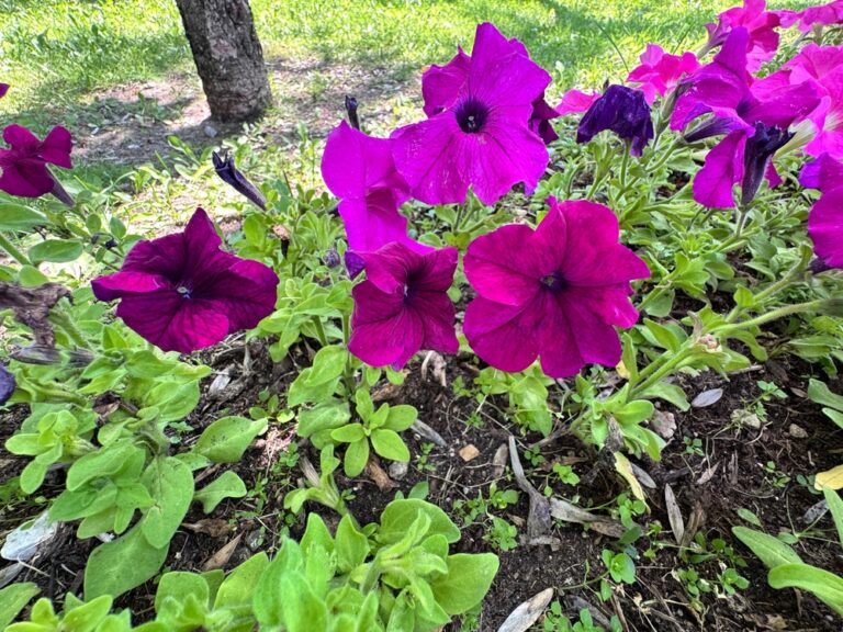 11 Gardening Mistakes That Might Be Harming Your Petunias