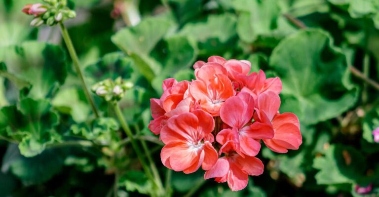 12 Plants That Turn Your Garden Into a Haven for Mosquito-Eating Birds
