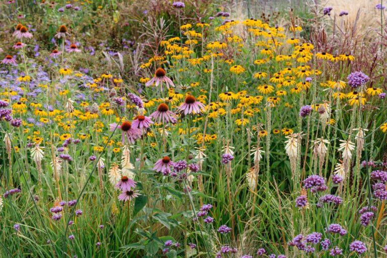 12 Gorgeous Prairie Flowers To Add Color And Charm to Your Garden