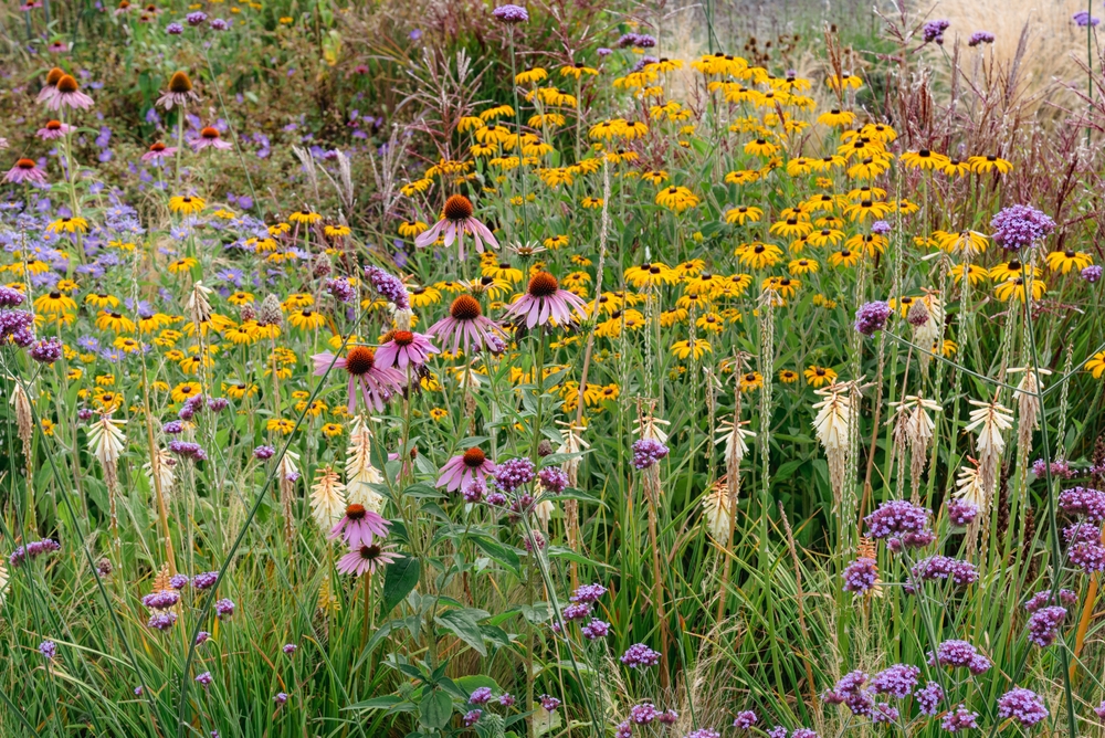 12 Gorgeous Prairie Flowers To Add Color And Charm to Your Garden