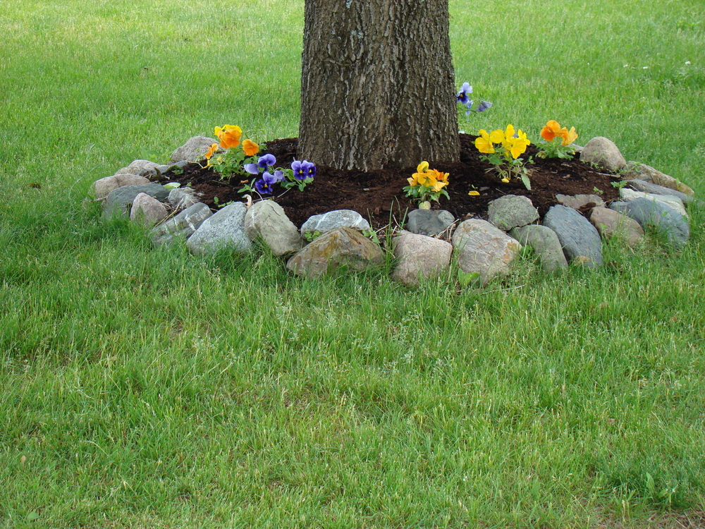 11 Tips for Using Rocks for Landscaping Around Trees