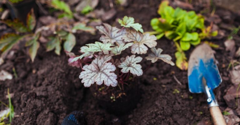 12 Stunning Heuchera Varieties to Brighten Up Your Shaded Garden