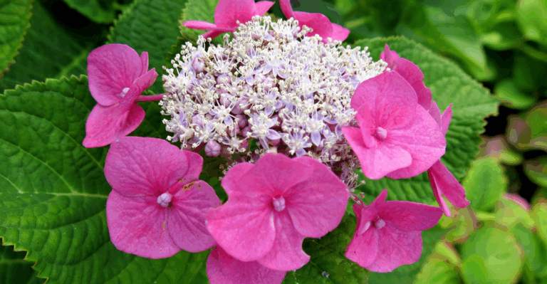 15 Fantastic Companion Plants for Hydrangeas