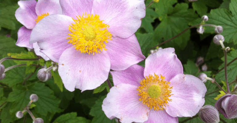 18 Long-Blooming Perennials to Enjoy Year-Round Flowers