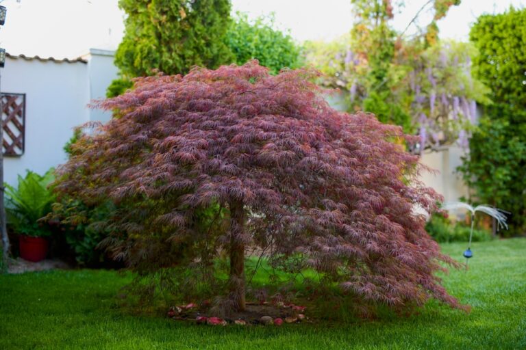 10 Compact Trees That Bring Color to Small Gardens