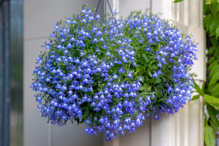 16 Things To Plant in Containers Right Now for Early Color Outdoors
