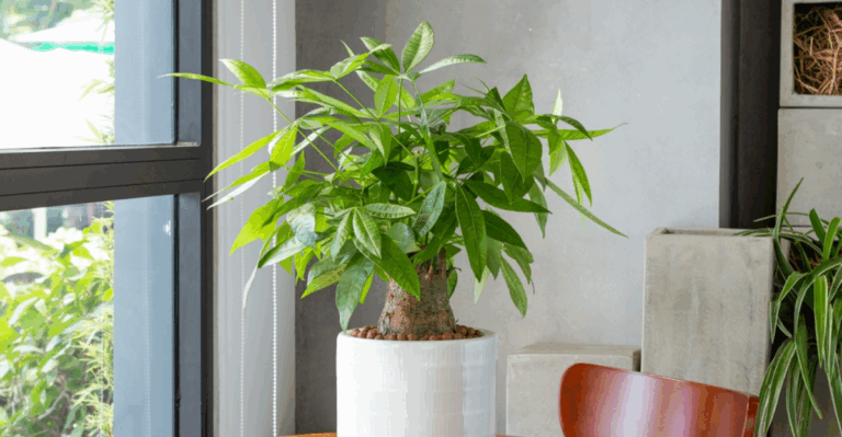 20 Indoor Plants That Bring Good Luck and Fortune to Your Home