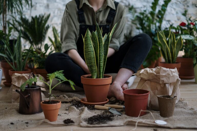 12 Ways to Transition Potted Plants Indoors Without Shock