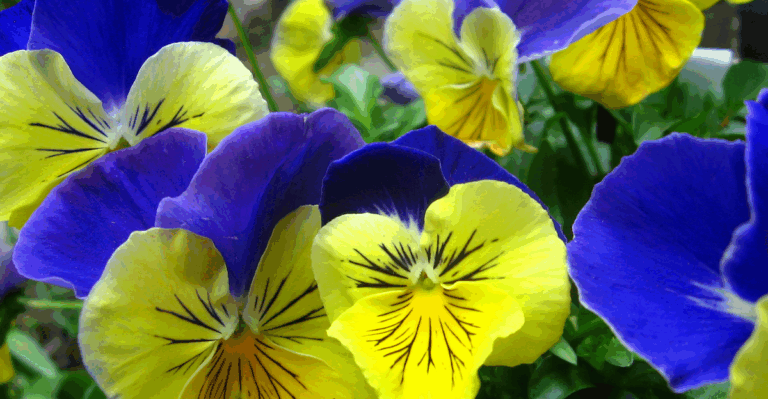 20 Long-Lasting Flowers That Bloom Through Every Season