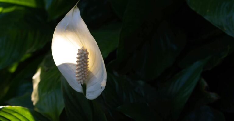 13 Popular Plants That Are Terrible for Indoor Spaces