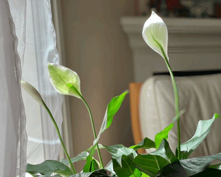 20 Best Indoor Plants for City Apartments