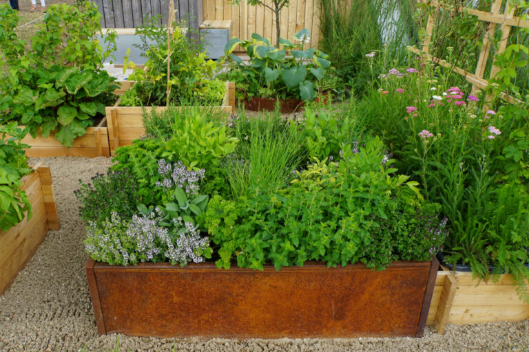 13 Popular Herbs That Attract Beneficial Insects To The Garden