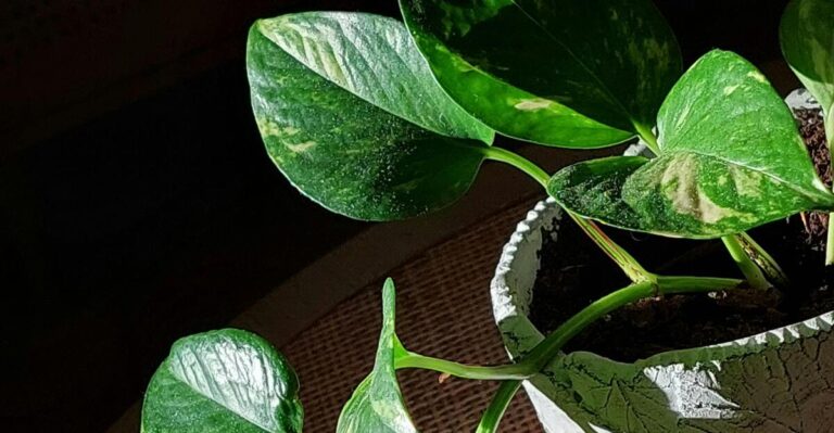 17 Beautiful Plants That Thrive in East-Facing Windows