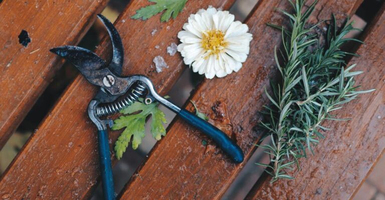 11 Proven Tips for Starting Rosemary Cuttings at Home