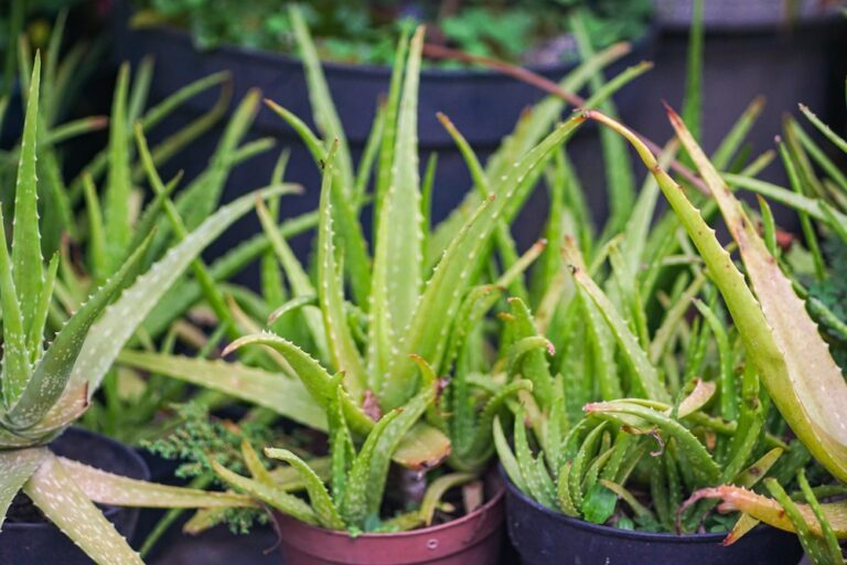 11 Signs Of An Underwatered Aloe Plant And How To Revive It